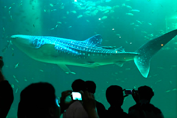 アジア最大の水族館オープン