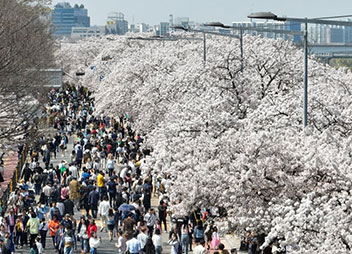 汝矣島桜祭り盛大に